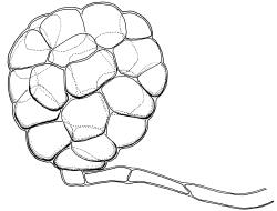 Streblotrichum convolutum, rhizoidal tuber. Drawn from K.W. Allison 8618, CHR 568274.
 Image: R.D. Seppelt © R.D.Seppelt All rights reserved